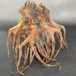 poulpe sechee en tunisie