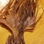 poulpe sechee kerkena tunisie